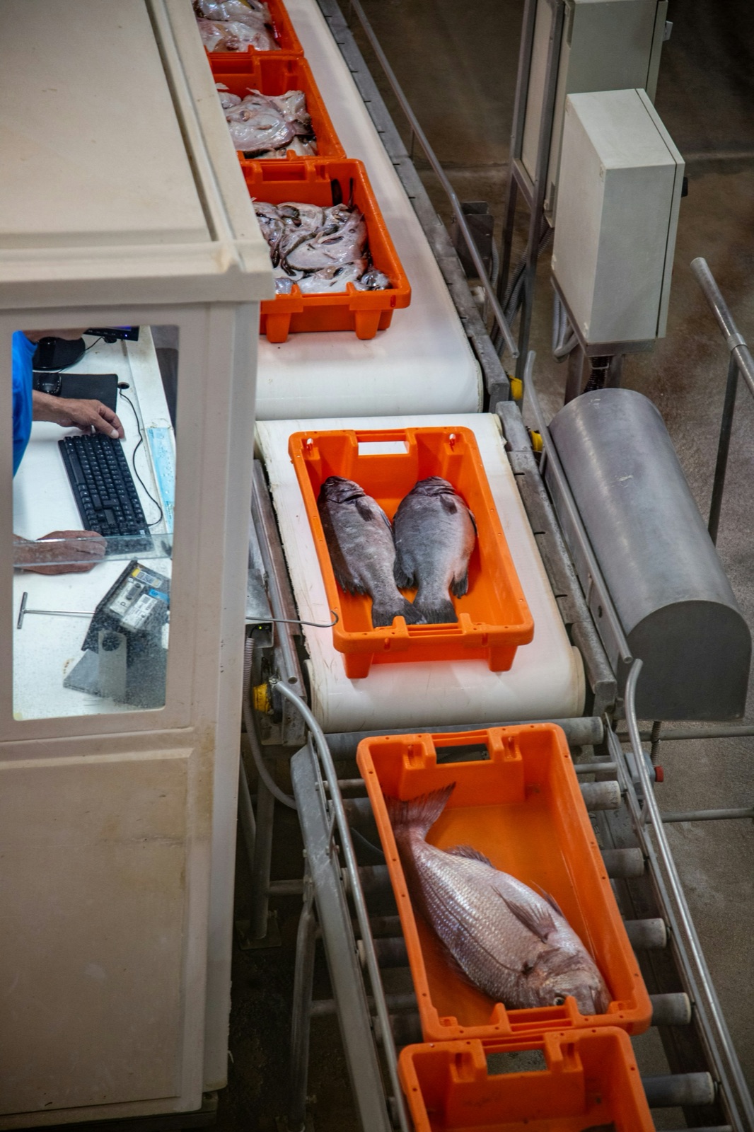 Industrial conveyor production line for Incure L-Series™ UV LED flood lamp inline integration