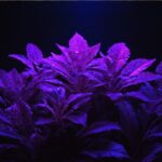 Is Black Light UV Light?