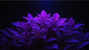 Read more about the article Is Black Light UV Light?